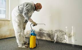 Mold Odor Removal Services in Valley Center, CA