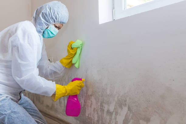 Reliable Valley Center, CA Mold Removal & Remediation Solutions