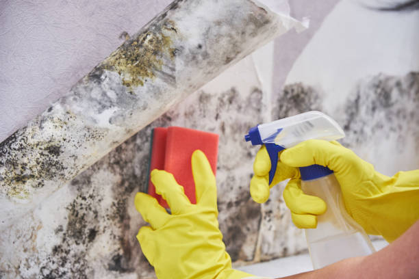 Best Residential Mold Inspection & Testing  in Valley Center, CA